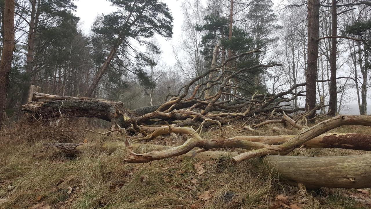 Slowinskie Widoki Domki Flora, Fauna, Noclegi Smoldzinski Las Exterior photo